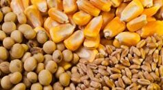 علت نوسانات اخیر بازار گوشت چیست؟