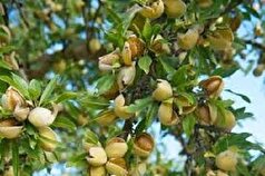 به این دلیل روز خود را با بادام شروع کنید!