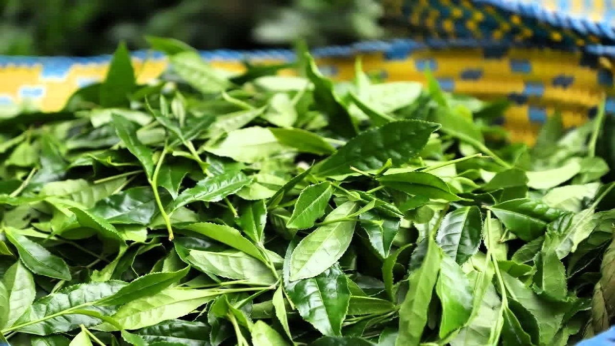 خرید تضمینی برگ سبز چای تا پایان مهر