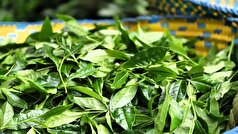 خرید تضمینی برگ سبز چای تا پایان مهر