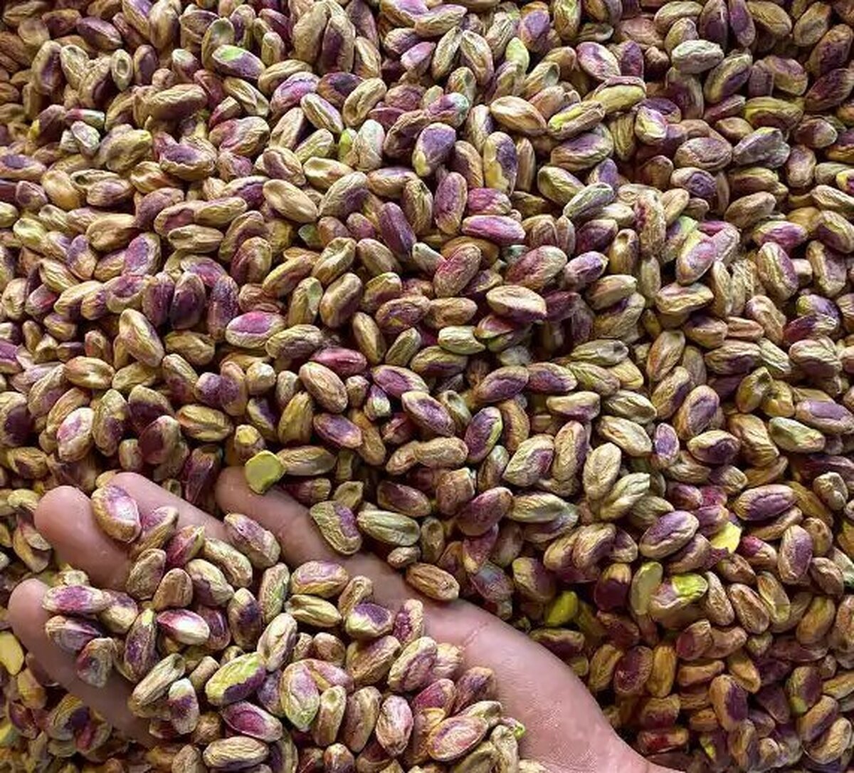 ۴۷ درصد پسته صادراتی به‌صورت مغز صادر شد