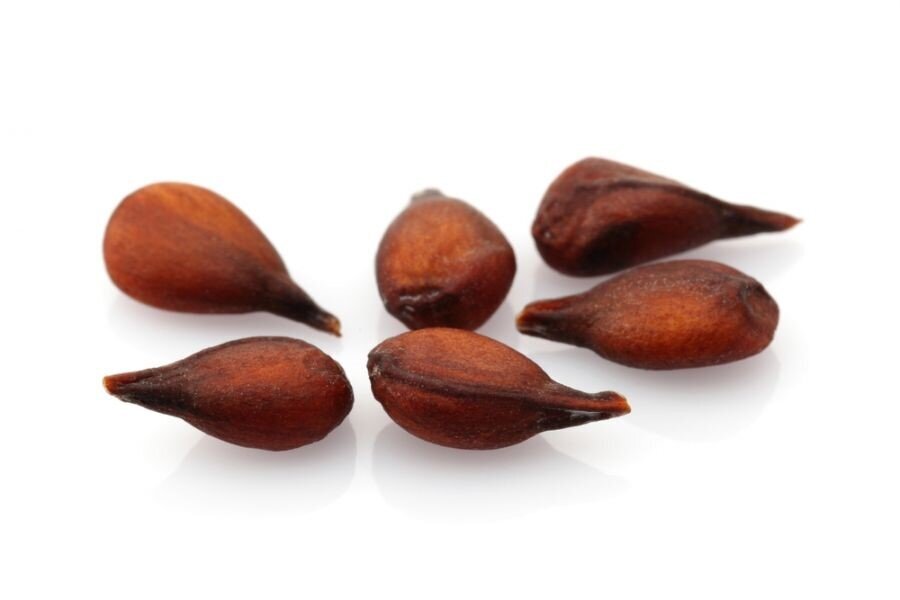 دمنوش به‌دانه برای چی خوبه؟ چجوری درستش کنیم؟