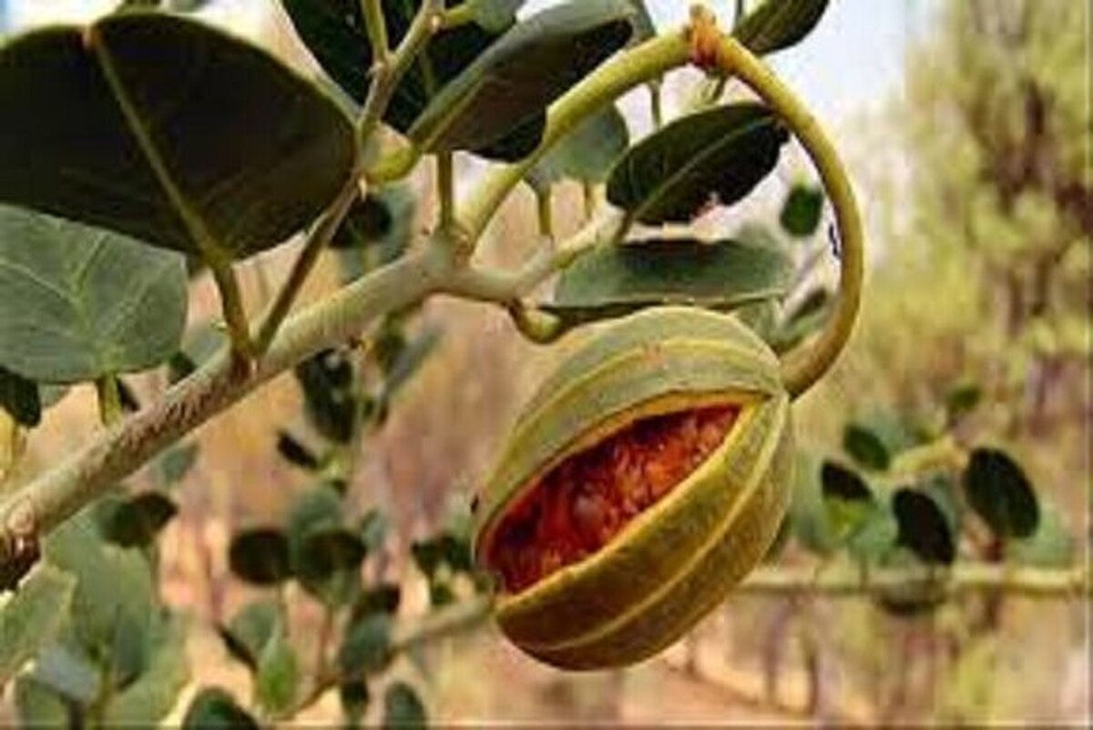 کاشت گیاهان مثمر و دارویی سازگار با اقلیم کویری در پارک‌های یزد