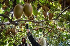 صادرات ۵۲۱۴ تن کیوی گیلان طی هفت روز