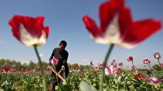 کشت خشخاش طبق قانون مطلقاً ممنوع است/ تلاش برای تدوین آئین‌نامه‌های نظارتی برای کشت شقایق الیفرا در سال زراعی جاری