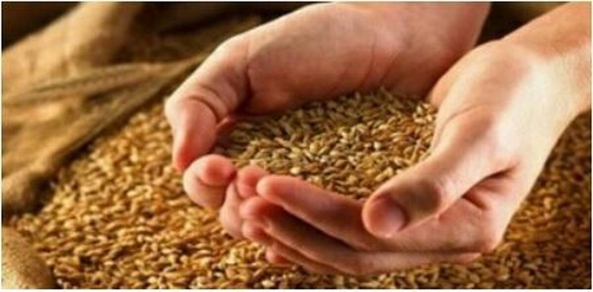 نرخ عرضه گندم چگونه تعیین می‌شود؟
