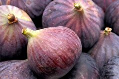 کاهش وزن و درمان سرطان پوست از جمله خواص انجیر سیاه