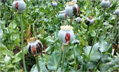 کشت خشخاش در مزارع ایران قانونی شد؟