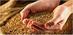 نرخ عرضه گندم چگونه تعیین می‌شود؟
