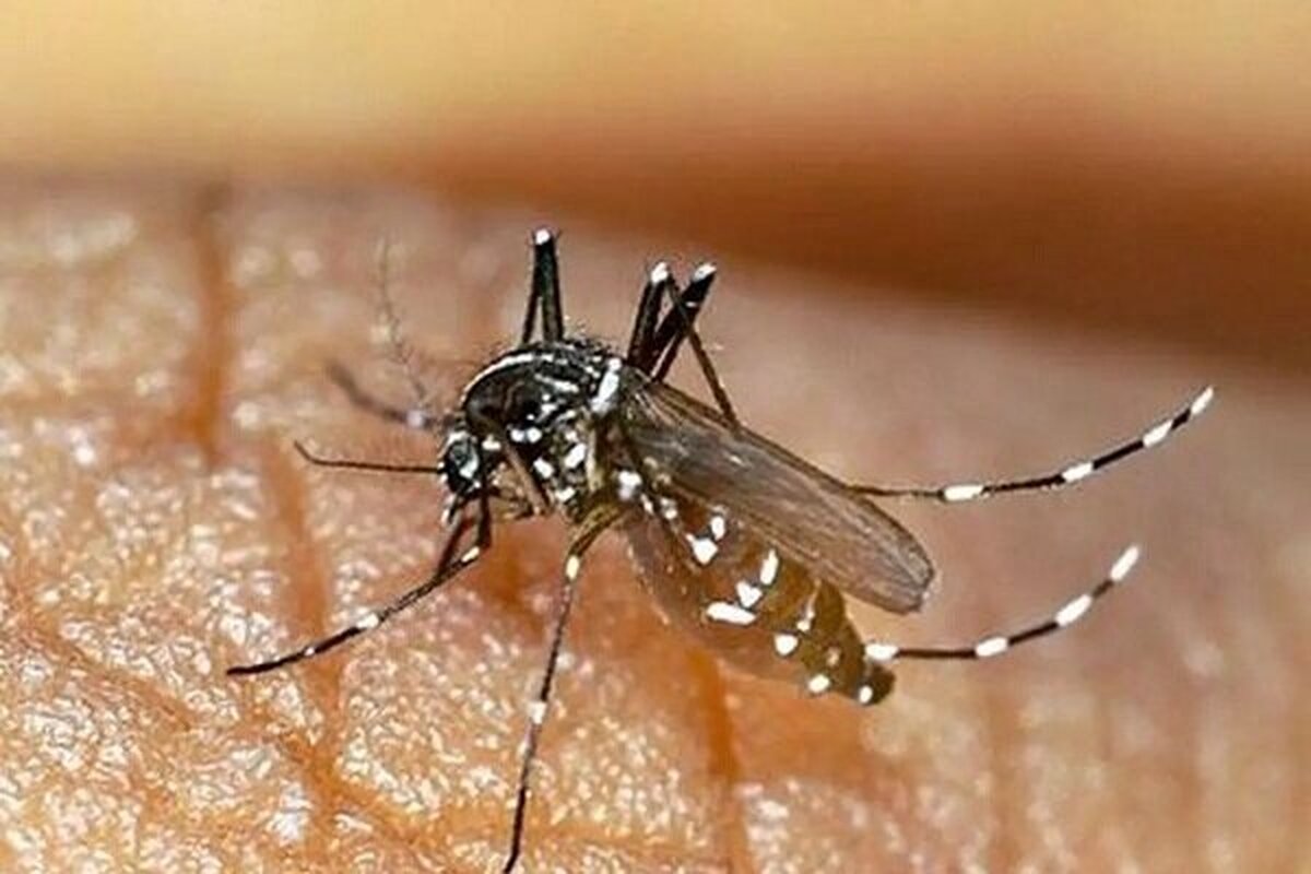 جهانگیری: بهسازی محیط و مقابله با آئدس باید تبدیل به فرهنگ عمومی شود