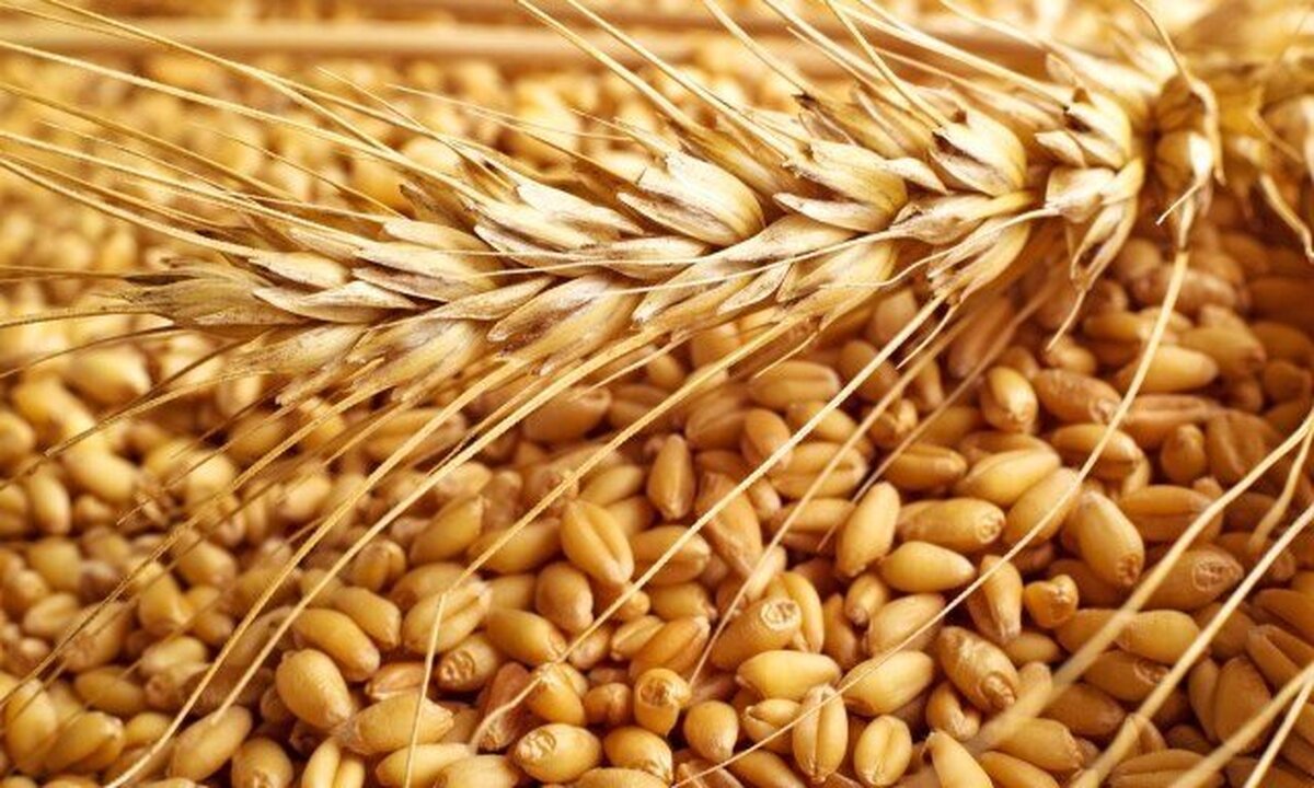 تأمین و واردات گندم باکیفیت در دستور کار شرکت بازرگانی دولتی ایران