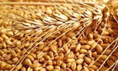 تأمین و واردات گندم باکیفیت در دستور کار شرکت بازرگانی دولتی ایران