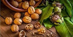 آذربایجان‌شرقی دومین تولیدکننده گردو در کشور