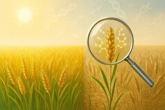 چالشی تأمین غذای جمعیت رو به رشد جهان حل شدنی است؟
