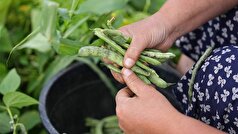 یک پزشک درباره خطرات حبوبات صحبت کرد.