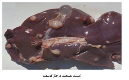 روش تشخیص جگر گوسفندی سالم و تازه از یک جگر بی کیفیت!