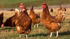 اصلاح نژاد مرغ‌های بومی؛ جهشی در تولید تخم‌مرغ و گوشت ارگانیک