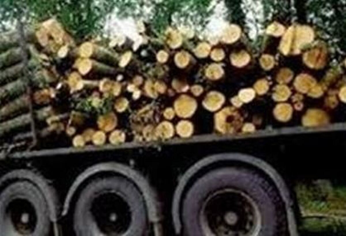 کشف و ضبط 10 محموله چوب قاچاق در استان مرکزی