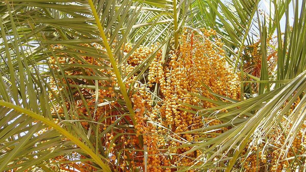 یک متخصص تغذیه، افسانه‌های مربوط به روغن پالم را رد می‌کند.