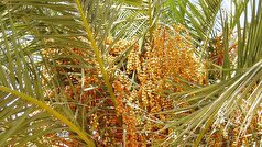 یک متخصص تغذیه، افسانه‌های مربوط به روغن پالم را رد می‌کند.
