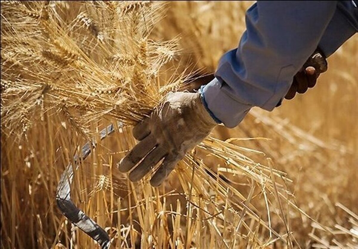 ۷۶۰ هزار تُن ظرفیت ذخیره‌سازی گندم لرستان