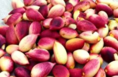 پسته، آجیلی مخصوص افراد مبتلا به این بیماری/شب بخورید تا نتیجه باور نکردنی اش را ببینید!