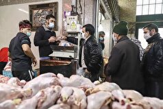 علت گرانی مرغ و گوشت مشخص شد
