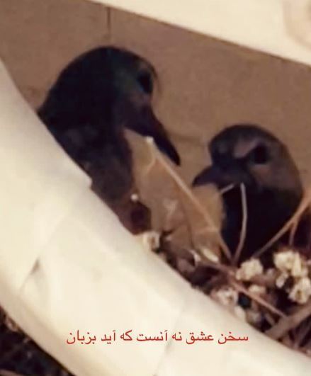استوری دیدنی امیر جدیدی با حال هوای عشق و عاشقی!