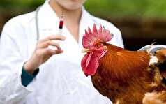 واکسیناسیون طیور بومی استان مرکزی علیه بیماری نیوکاسل آغاز شد