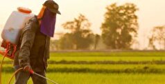 لزوم اجرای استاندارد اجباری برای ۳۰ قلم آفت‌کش کشاورزی