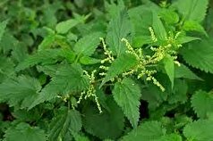 خواص گزنه+مراقبت‌های لازم هنگام استفاده از گزنه!