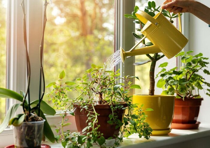 با زباله‌های منزل تان گیاهان را تقویت کنید!