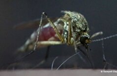 افزایش قابل توجه میکروپلاستیک‌ها در پشه‌های سیبری نشان دهنده افزایش آلودگی محیط زیست است