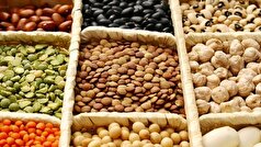 ۸۵ درصد حبوبات مورد نیاز در داخل تولید می‌شود