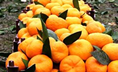 با این میوه پاییزی پر طرفدار میزان کلسترول خون تان را مدیریت کنید