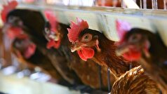 دستیابی محققان به فناوری تلقیح مصنوعی خروس نژاد «آرین» برای تولید با کیفیت طیور