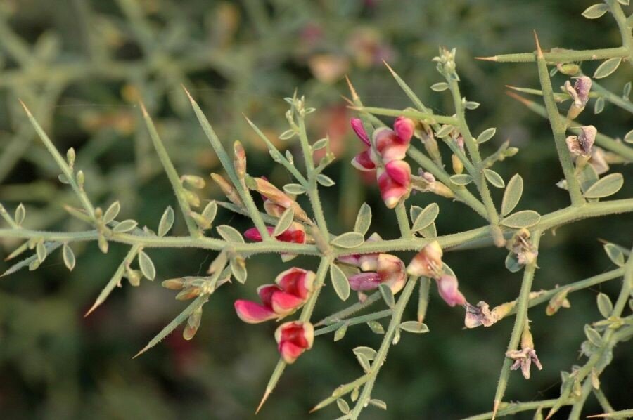 دانستنی‌های مهم درباره خواص عرق خارشتر