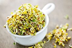 عرق یونجه در طب ایرانی چه خواصی دارد؟