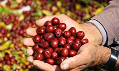 اگر از مشکلات گوارشی و یبوست رنج می‌برید از این میوه کمک بگیرید
