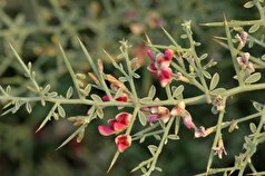 کاهش قند و چربی خون را به عرق خارشتر بسپارید!
