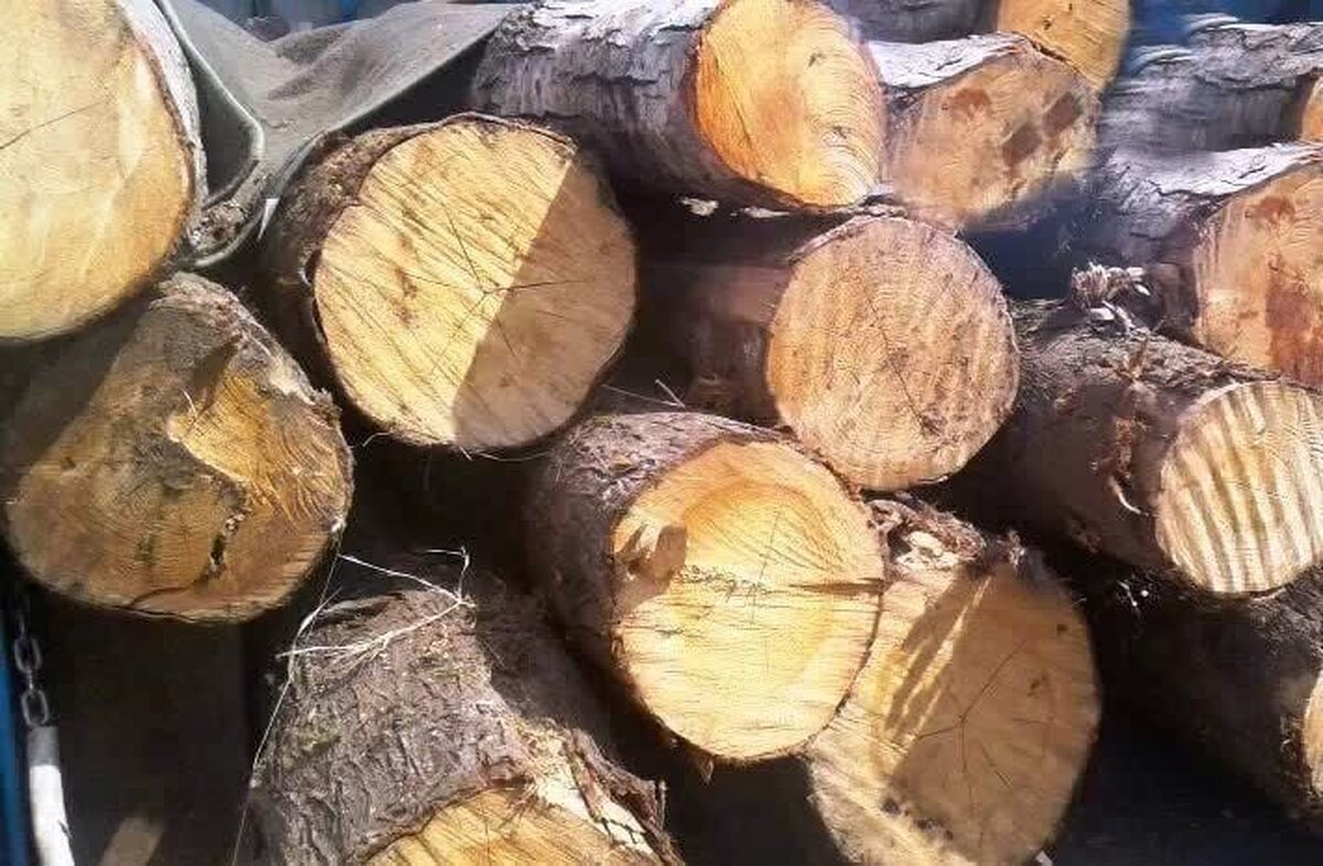 ۲ تن چوب فاقد مجوز در پلدختر کشف شد