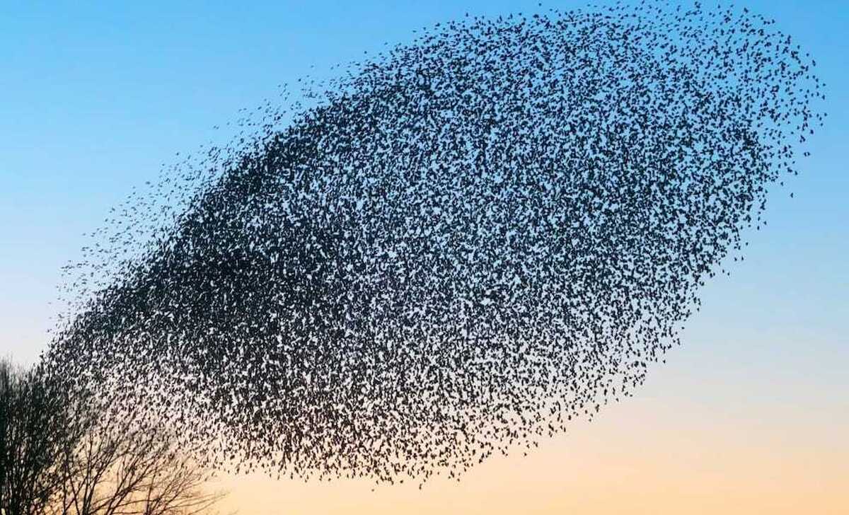 تطبیق پذیری تصمیم پروازی متناسب با جو زمین