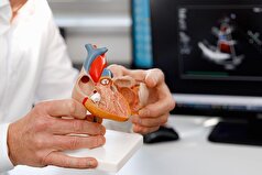 یک مزیت غیرمنتظره از تغییرات مرتبط با سن در قلب شناسایی شده است