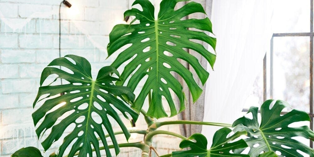 با ویژگی‌ها و مراقبت‌های مهم درباره گیاه برگ انجیری آشنا شوید