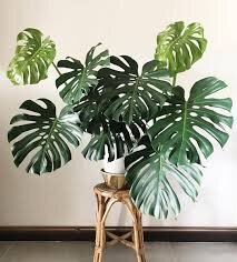 با ویژگی‌ها و مراقبت‌های مهم درباره گیاه برگ انجیری آشنا شوید