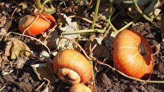 یک متخصص تغذیه به خطرات پنهان کدو تنبل اشاره کرد.