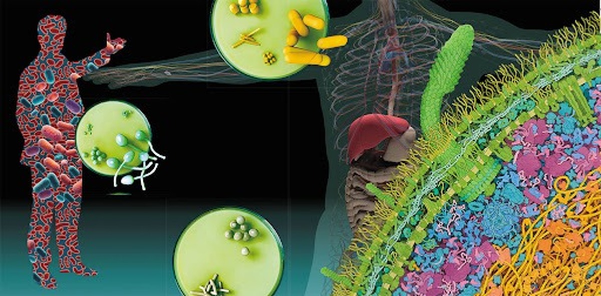 Science: باکتری‌های روده رشد میکروب‌های بیماری‌زا را ۱۰۰۰ برابر کند می‌کنند