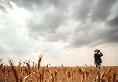 قزوین در مسیر خودکفایی تولید گندم/ پیش‌بینی برداشت ۳۲۰ هزار تن محصول
