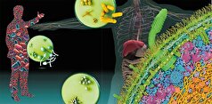 Science: باکتری‌های روده رشد میکروب‌های بیماری‌زا را ۱۰۰۰ برابر کند می‌کنند