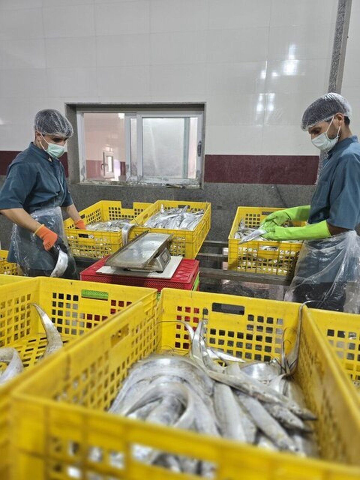 صادرات ۱۵۰۰ تنی محصولات دریایی از کنارک به کشور‌های مختلف